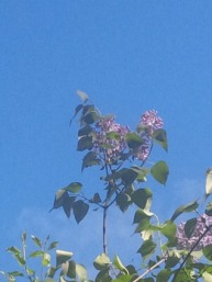 lilac bush